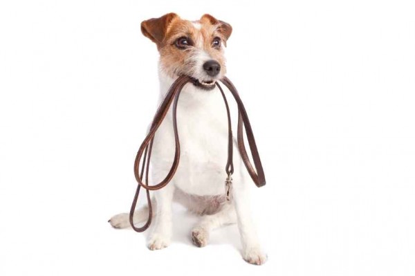Dog Walking